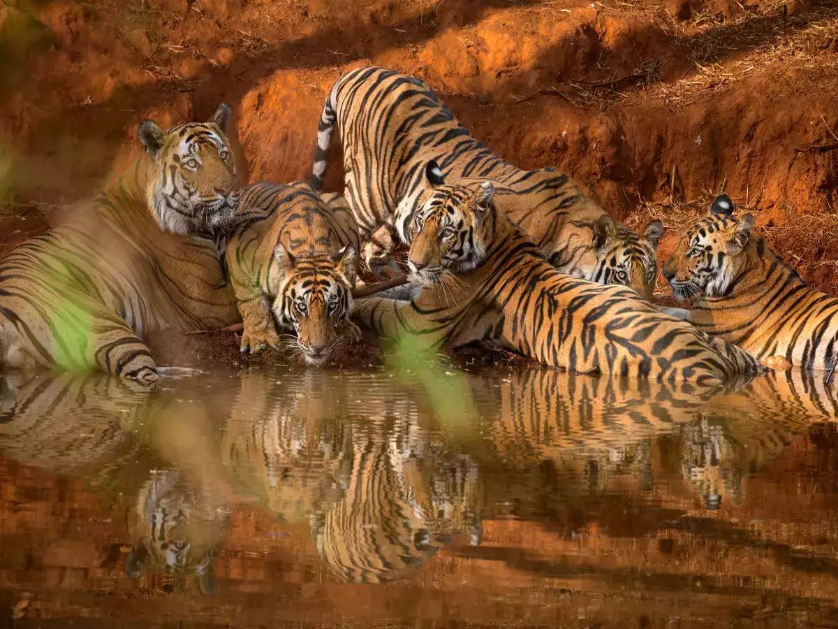 Read more about the article . Bandhavgarh Safari Packages